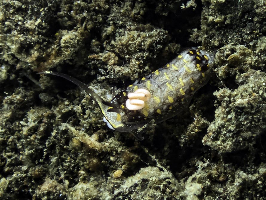 Cerberilla albopunctata